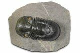 Flying Paralejurus Trilobite - Orange Eye Preservation! #381466-1